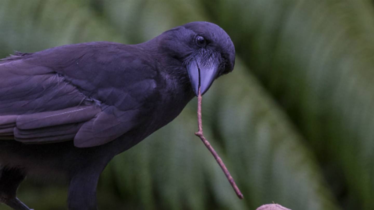 Tool-Using Hawaiian Crows Join Bird Version of MENSA