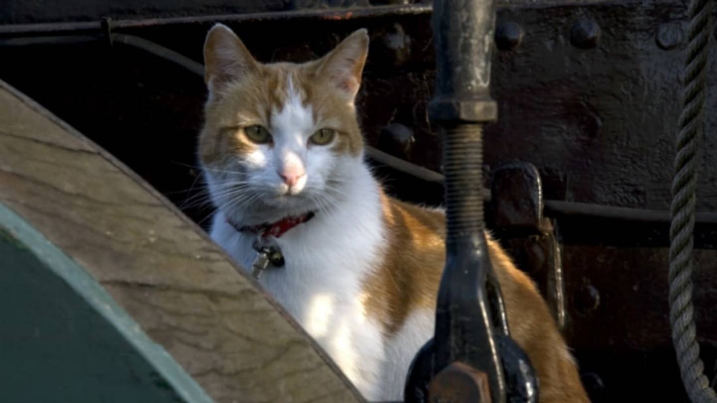 DNA of Ancient Cats Traces the Path of Their Global Conquest
