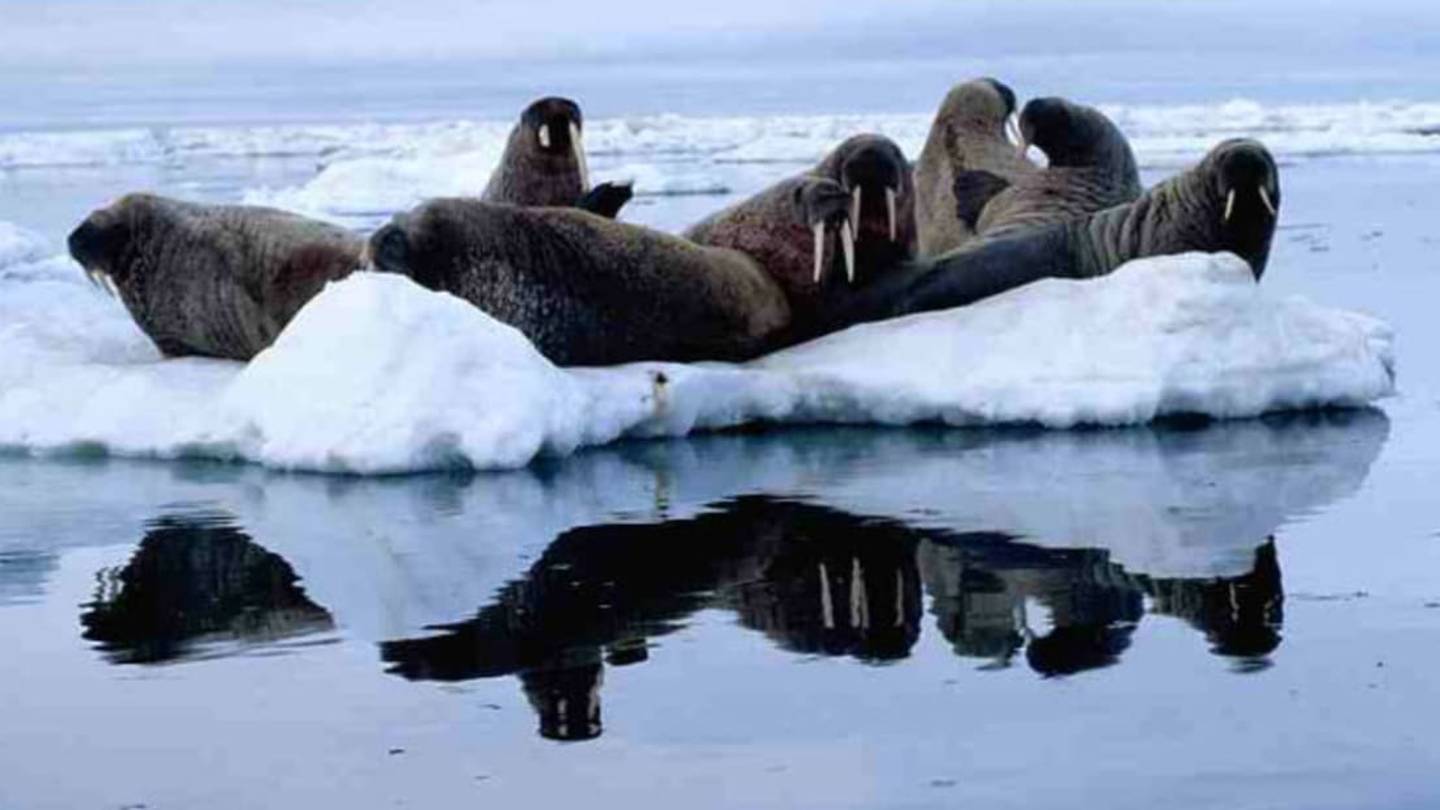 Whaling Voyages Also Devastated Walruses and Many Other Animals