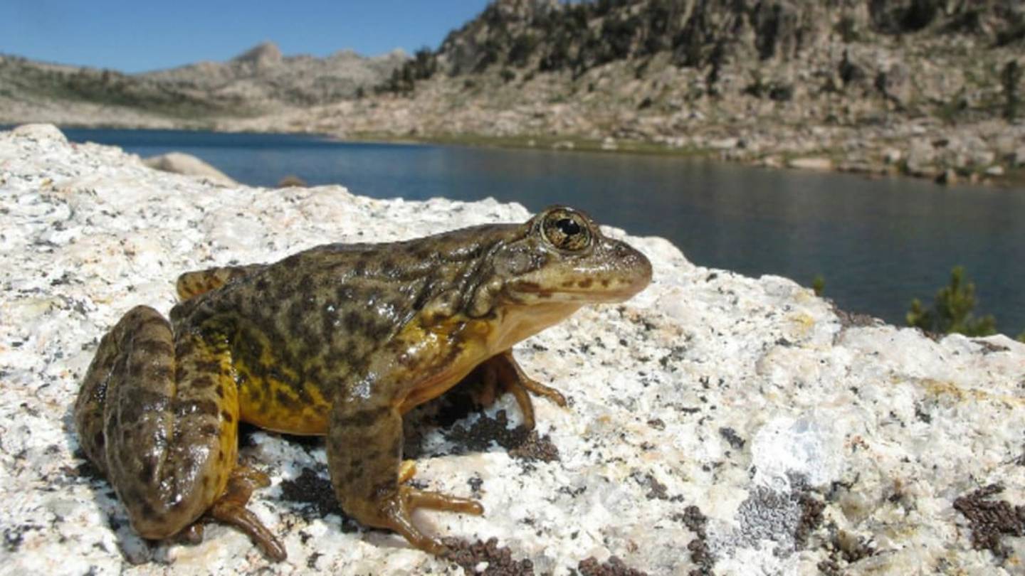 Good News: One Endangered Frog Species Is Bouncing Back
