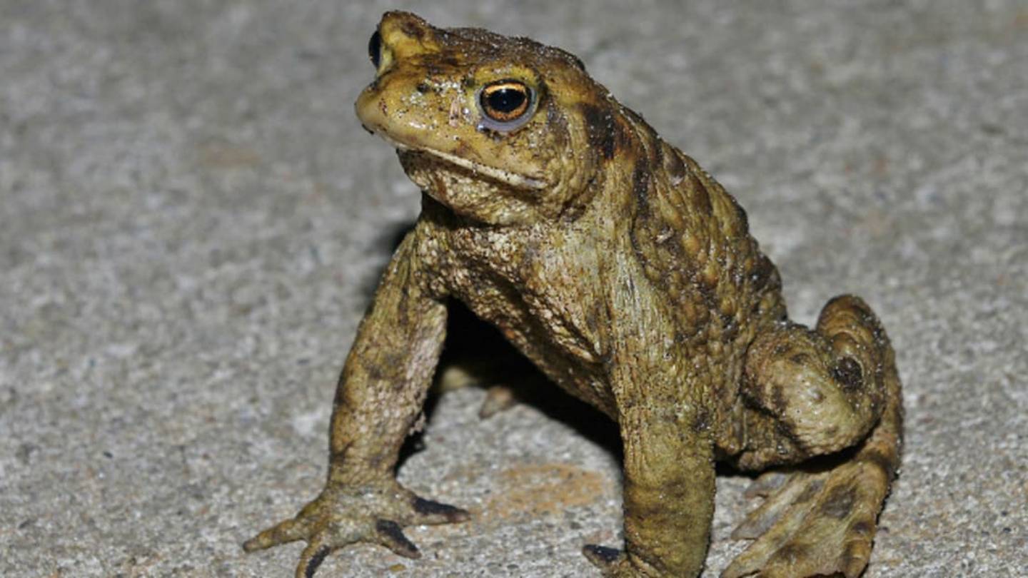 Common Toads Aren't So Common Anymore