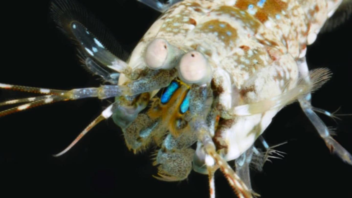 Scientists Crack Mantis Shrimpâs Secret Optic Code