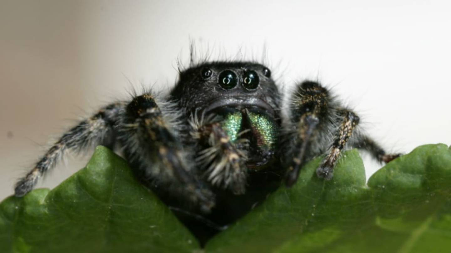 Jumping Spiders Can Hear Just Fine, Thank You Very Much