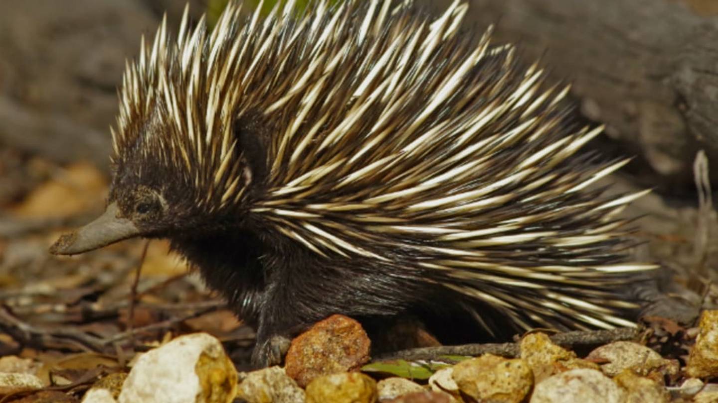 Burrowing Echidnas Act as Natural Hoes