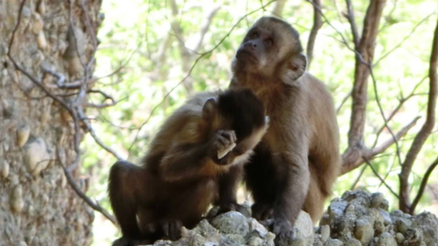 Brazilian Monkeys Make Stone Hammers That Look a Lot Like Early Human Tools