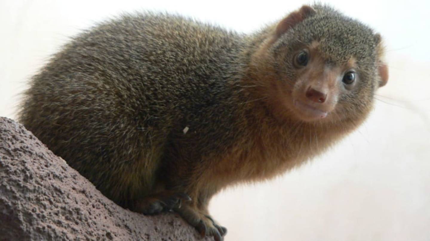Noise Keeps Animals From Recognizing the Scent of Danger