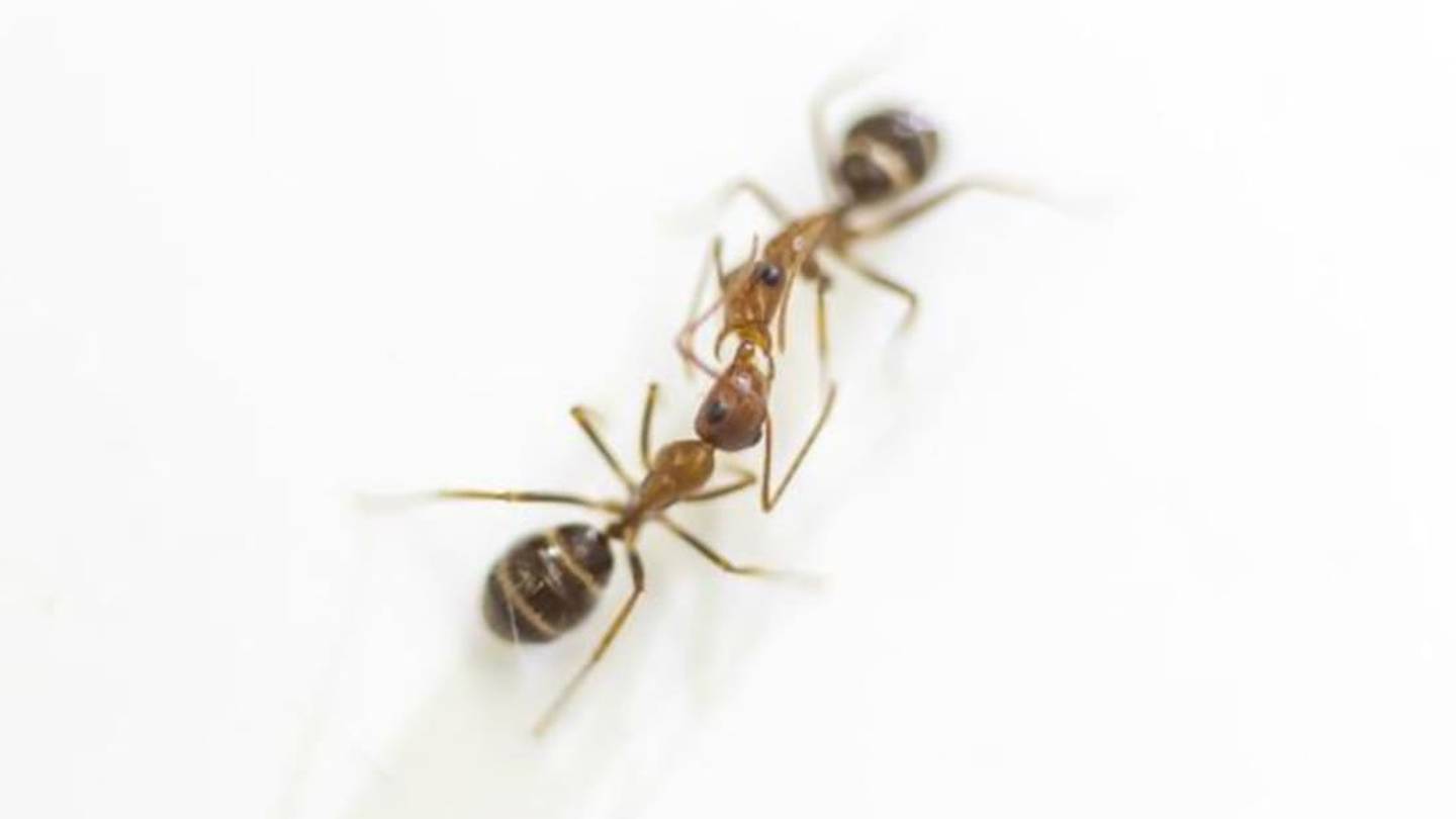 Ants Communicate by Swapping Spit