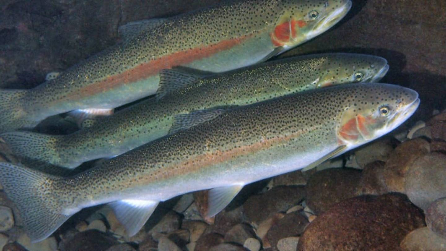Farmed Fish Can Evolve at a Surprisingly Fast Rate