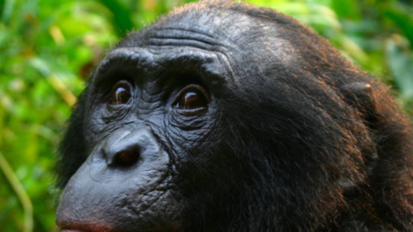 Middle-Aged Bonobos Become Farsighted, Too