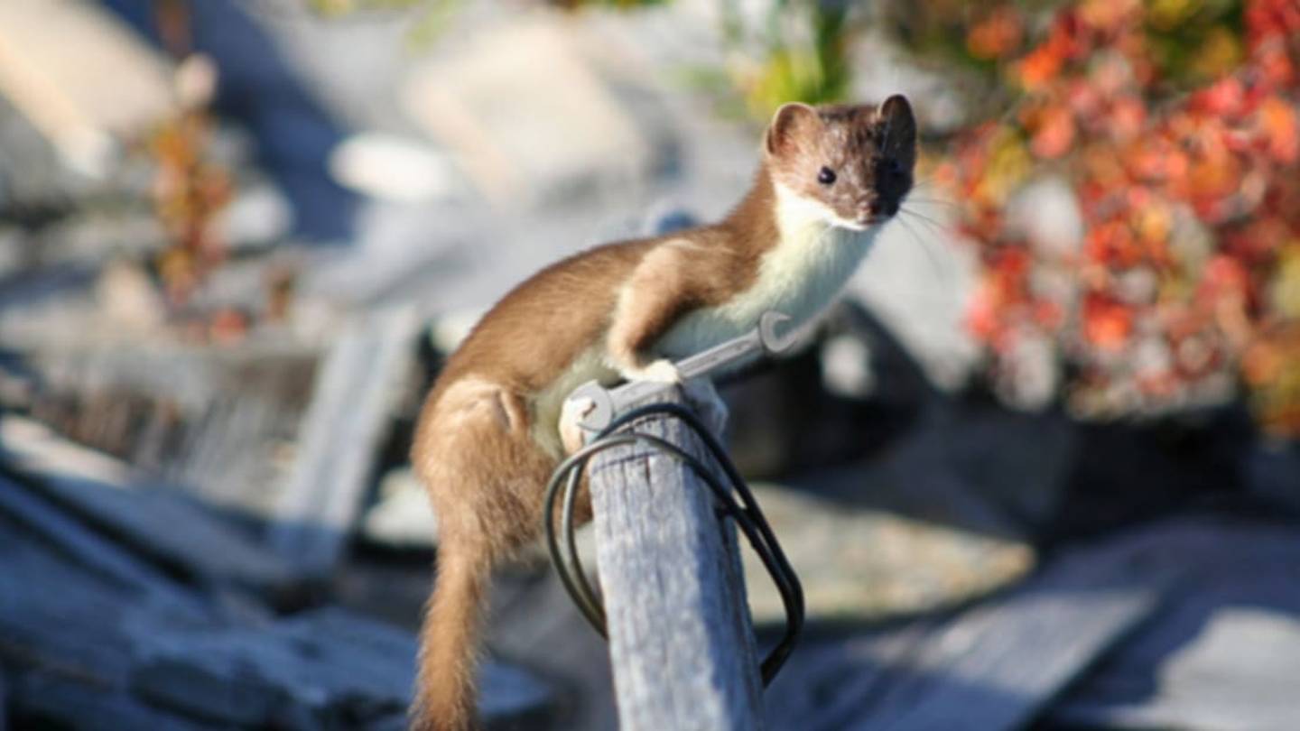 A Weasel May Have Shut Down the Large Hadron Collider
