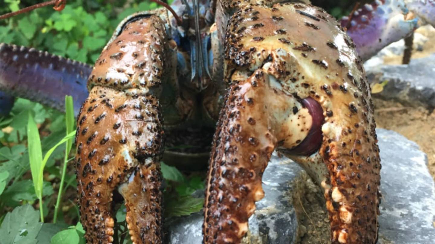 Nobody Pinches Harder Than a Coconut Crab