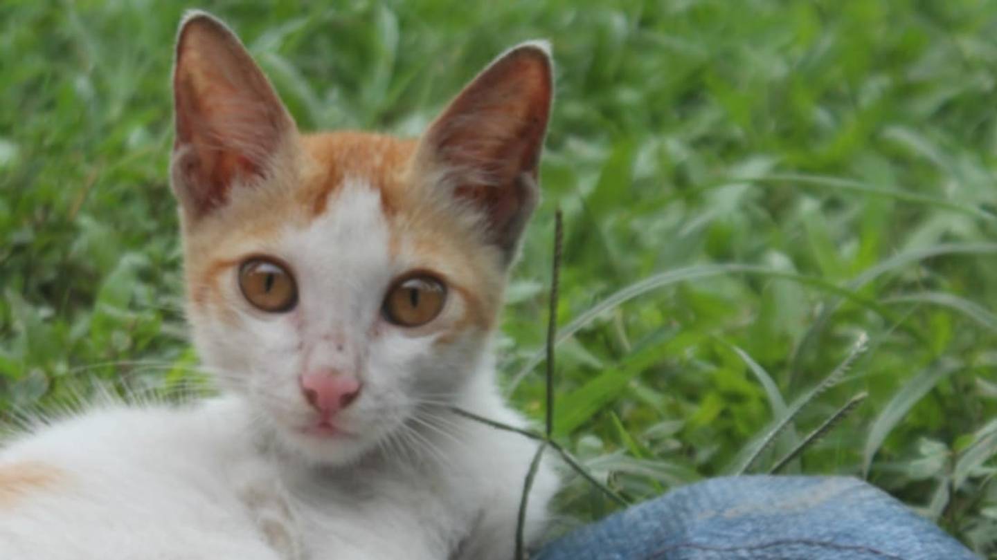 The Devious Strategy of the Mind-Controlling Cat-Poop Parasite