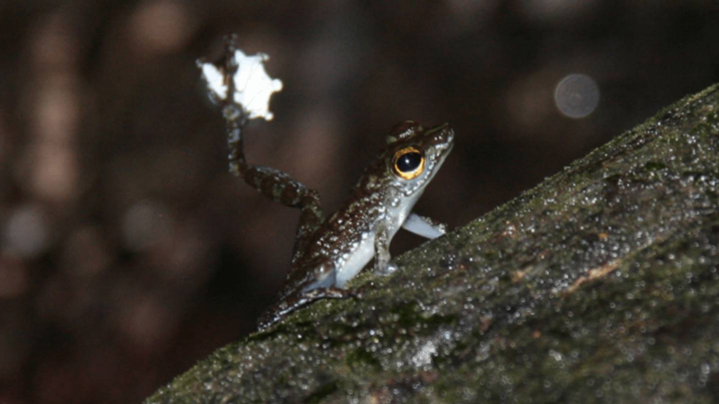 More Testosterone Means More Foot Wiggling for These Frogs