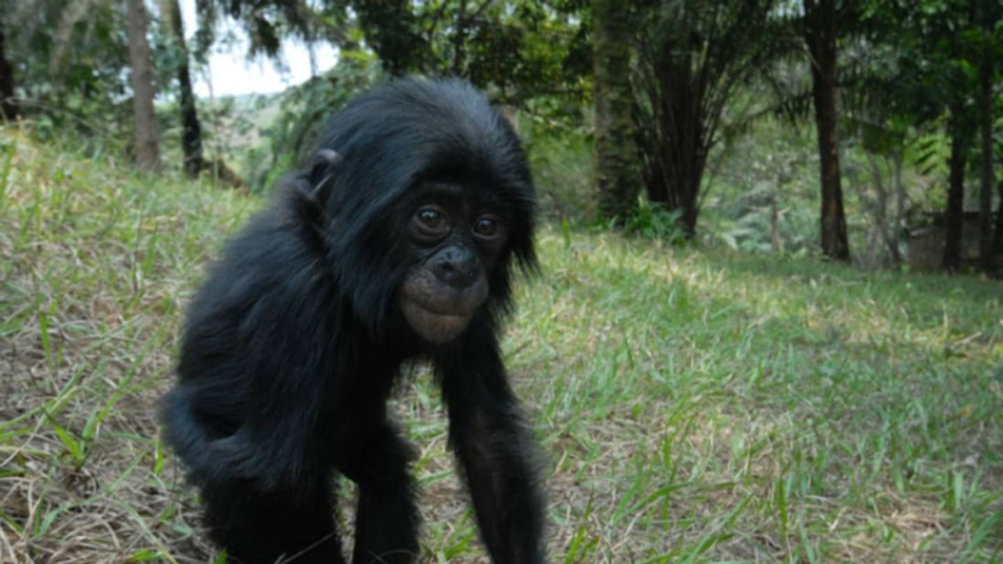 7 Relatable Facts About Bonobos