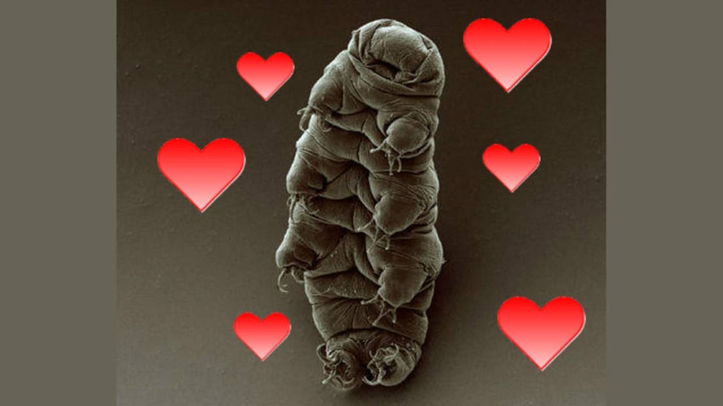 Tardigrade Sex Does Not Disappoint