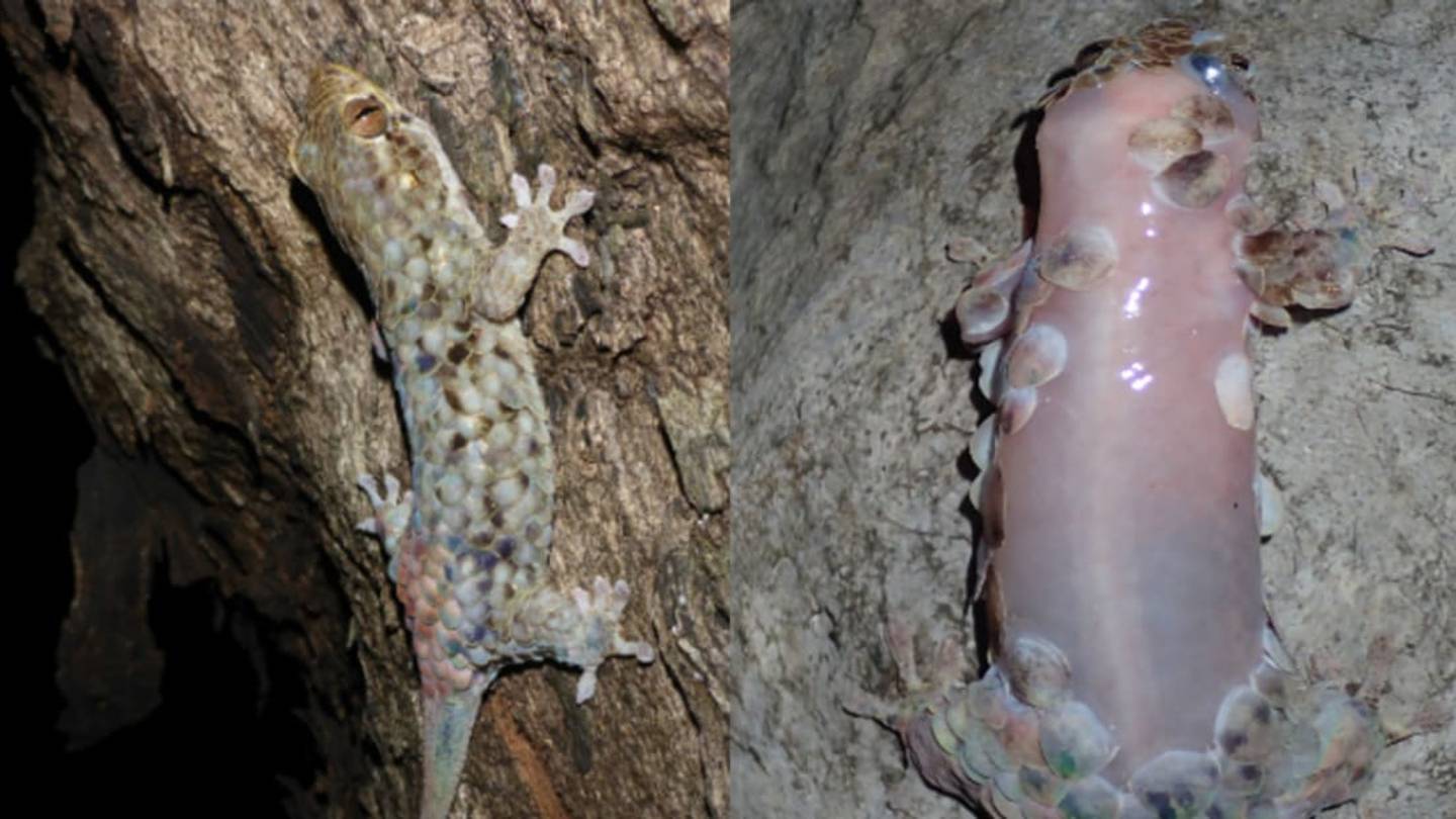 New Gecko Species Gets Naked to Escape Predators