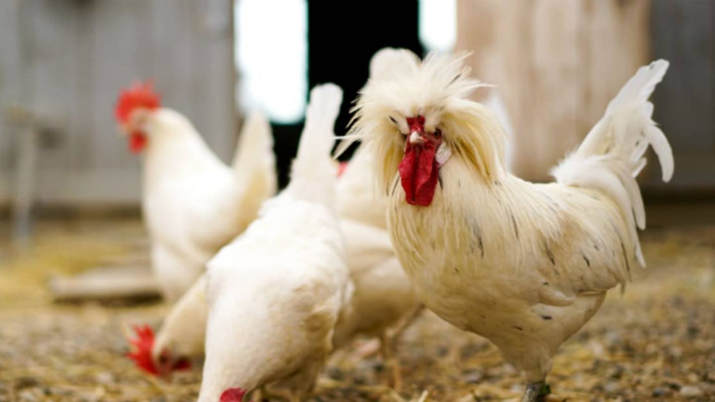 Chickens Are Much, Much Smarter Than They Look
