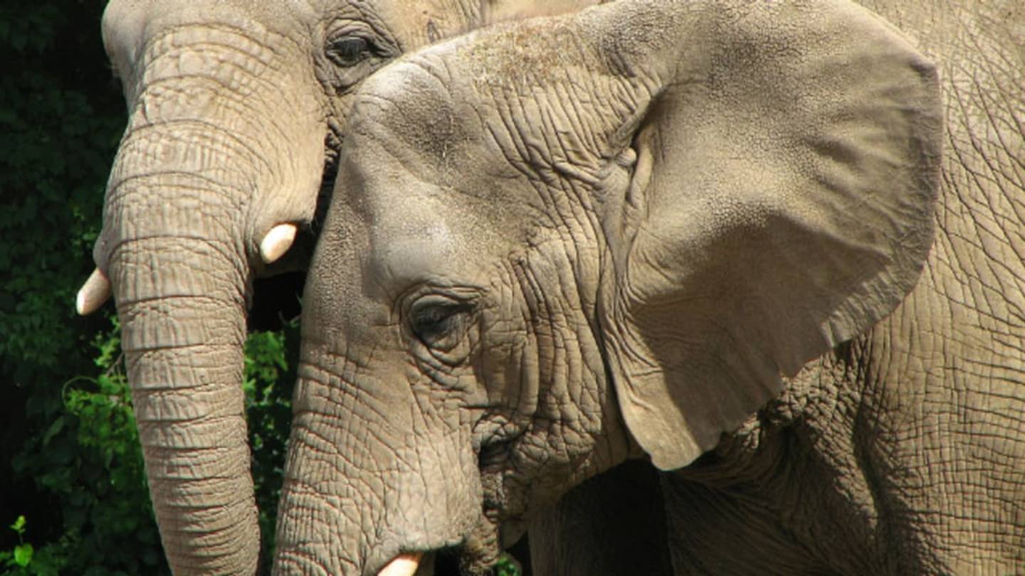 Wild Elephants May Get the Least Sleep of Any Mammal