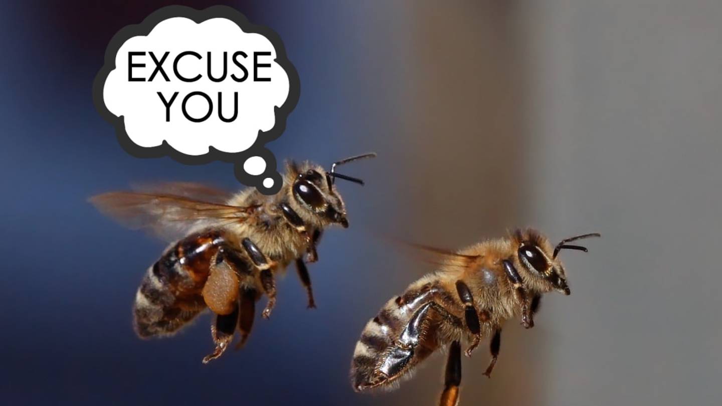 Honeybees Go "Whoop!" When They Bump Into Each Other