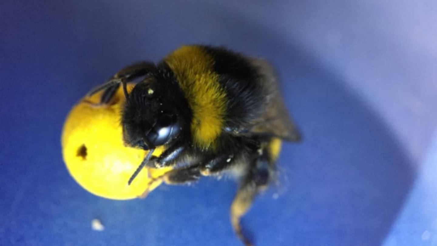 Bees Can Teach Each Other to Play Ball