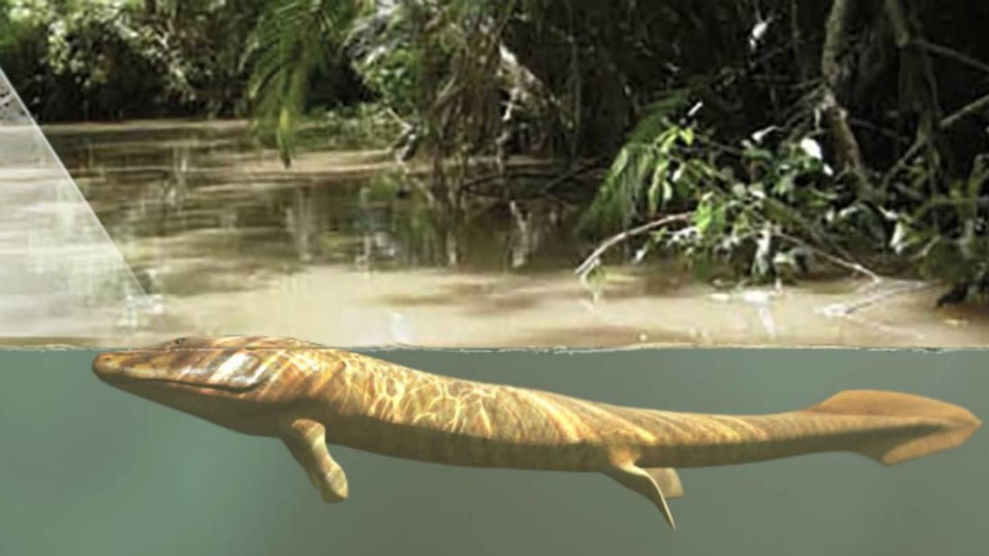 New Theory: Eyes, Not Legs, First Brought Fish Out of Water