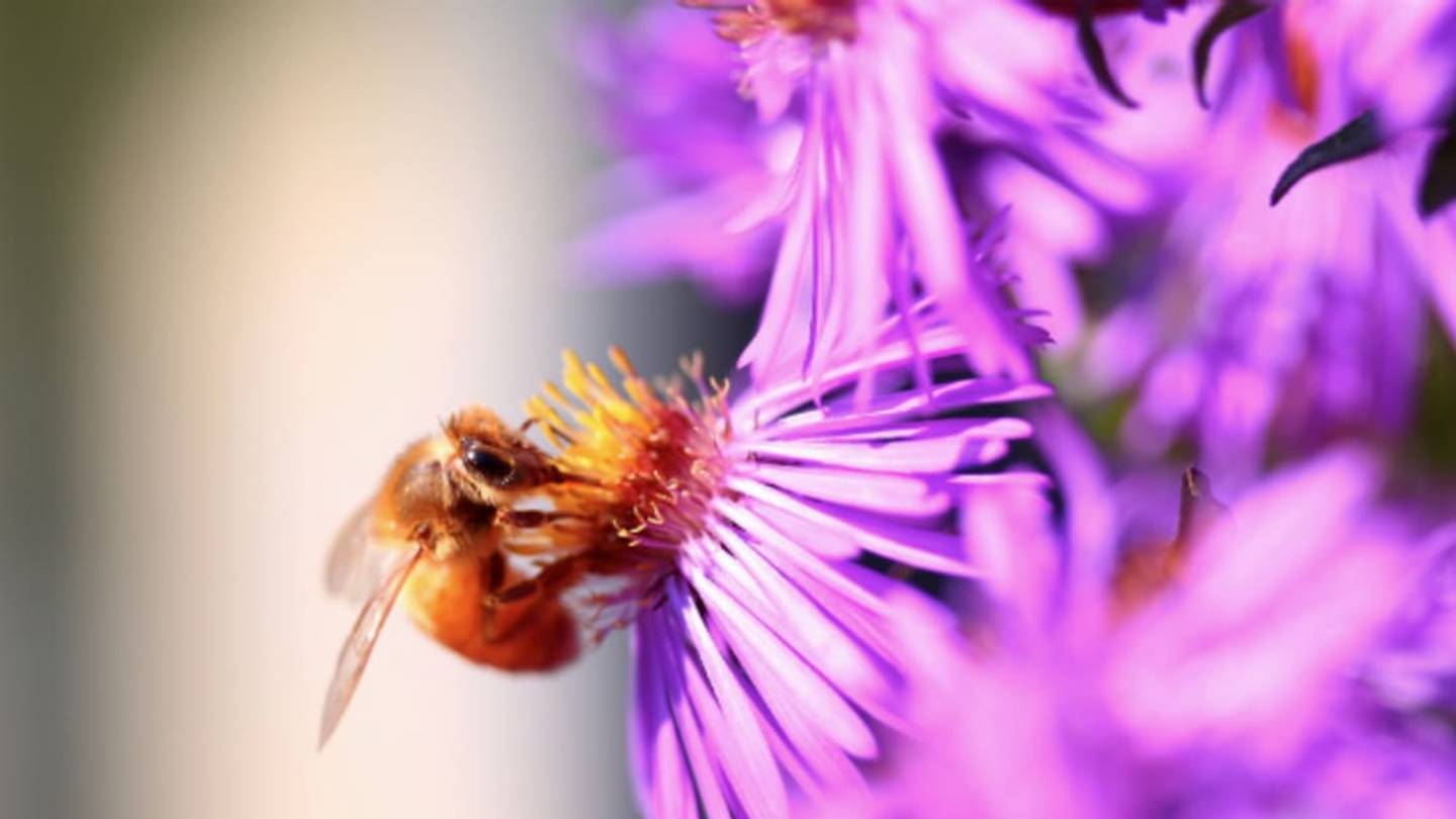Cheerios Is Giving Away 100 Million Wildflower Seeds to Help Honeybees