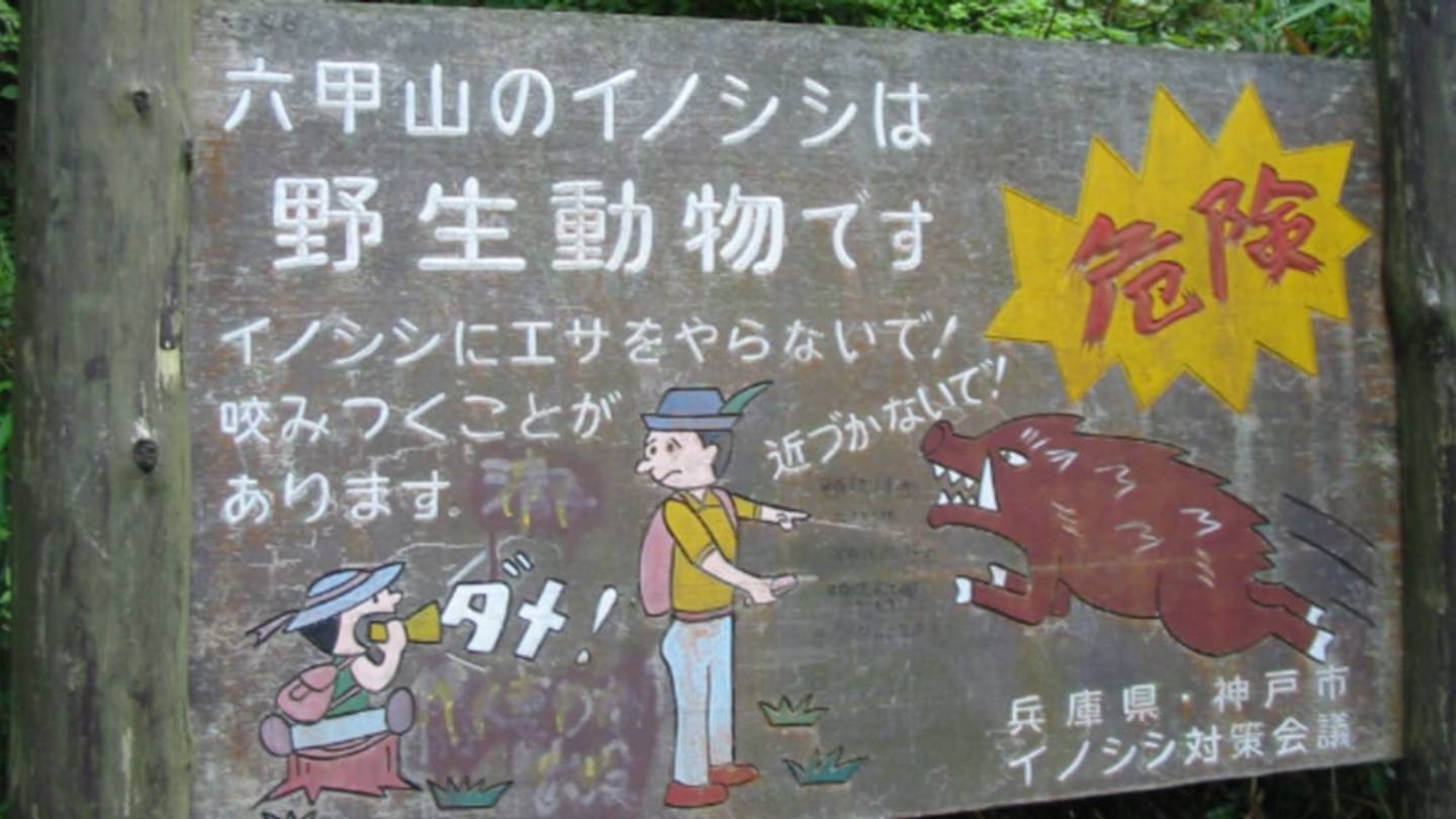 Fukushima Has Been Taken Over by Radioactive Boars