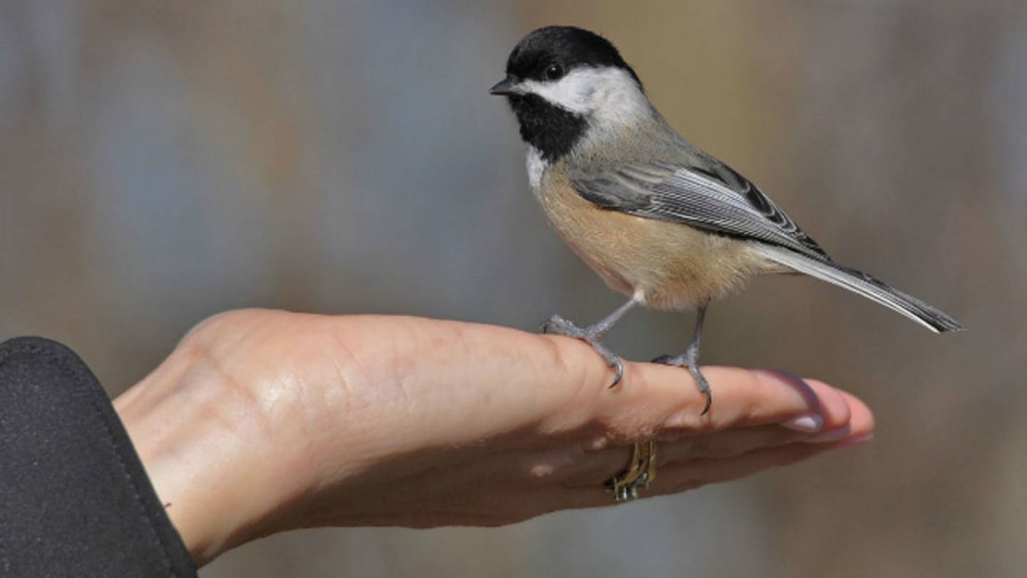 How You Can Help Protect Migrating Birds