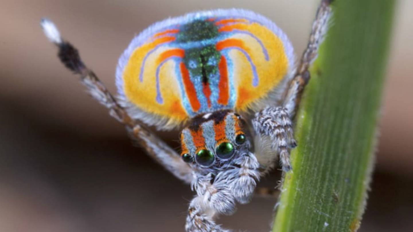 Spiders Eat Hundreds of Millions of TONS of Bugs Every Year