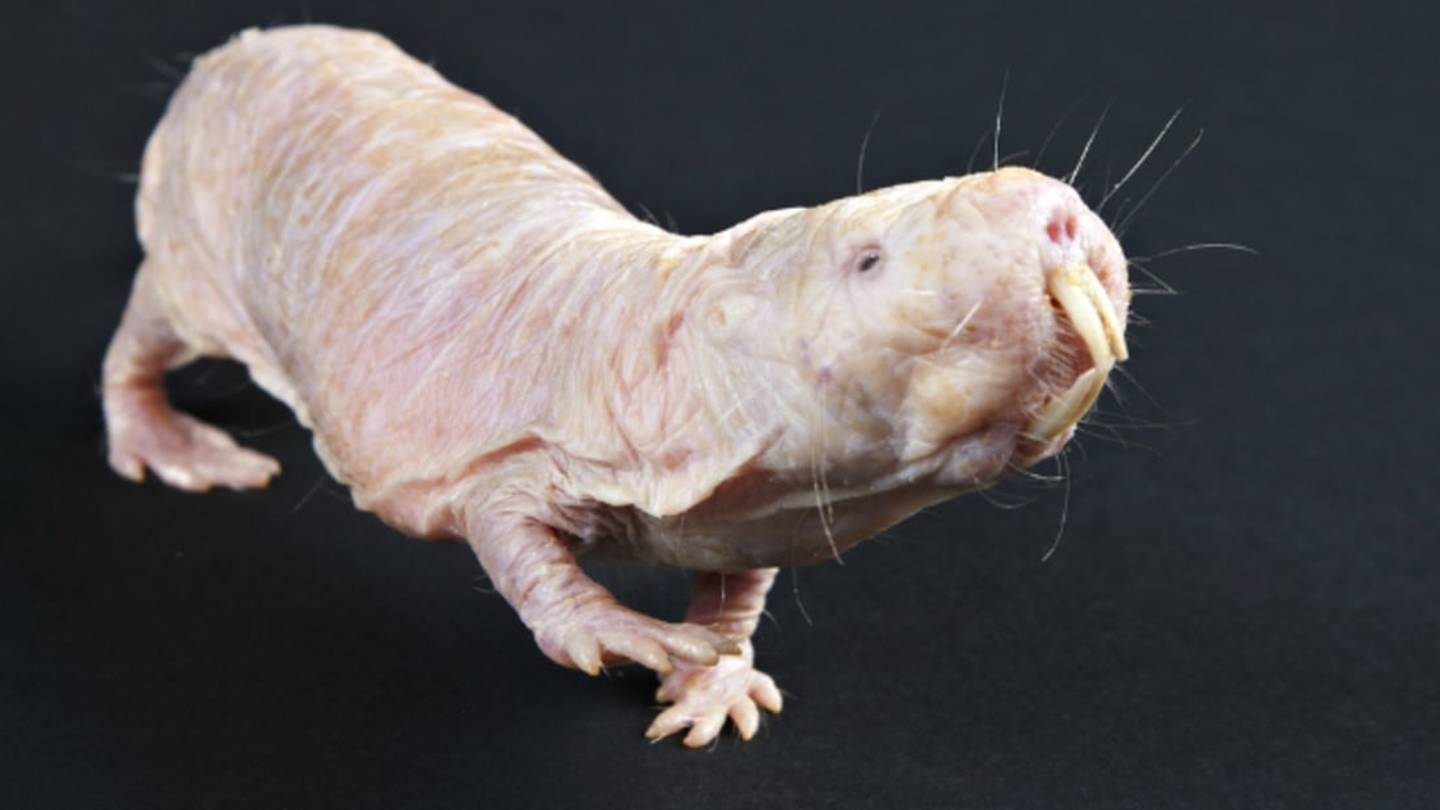 Poop-Eating Naked Mole Rats Get Suckered Into Babysitting