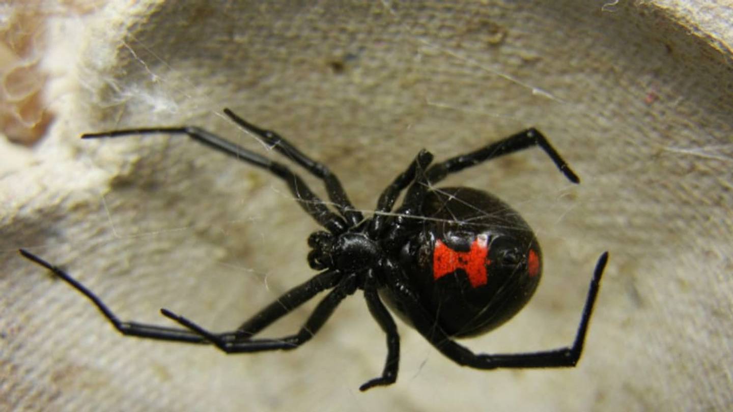 Black Widowsâ Hourglass Markings Deter Potential Predators