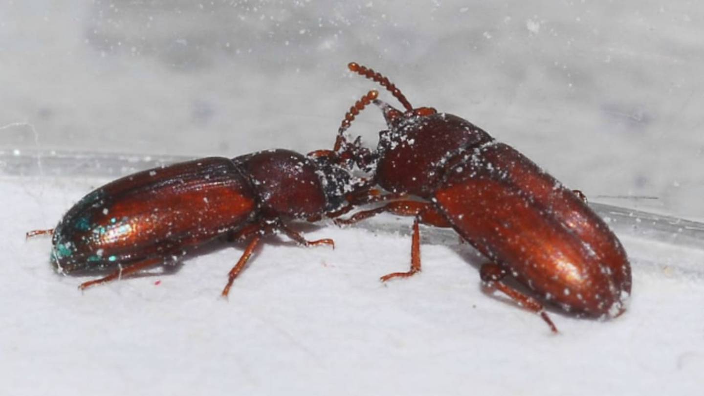 Male Beetles Mount Other Males to Establish Dominance, Study Finds
