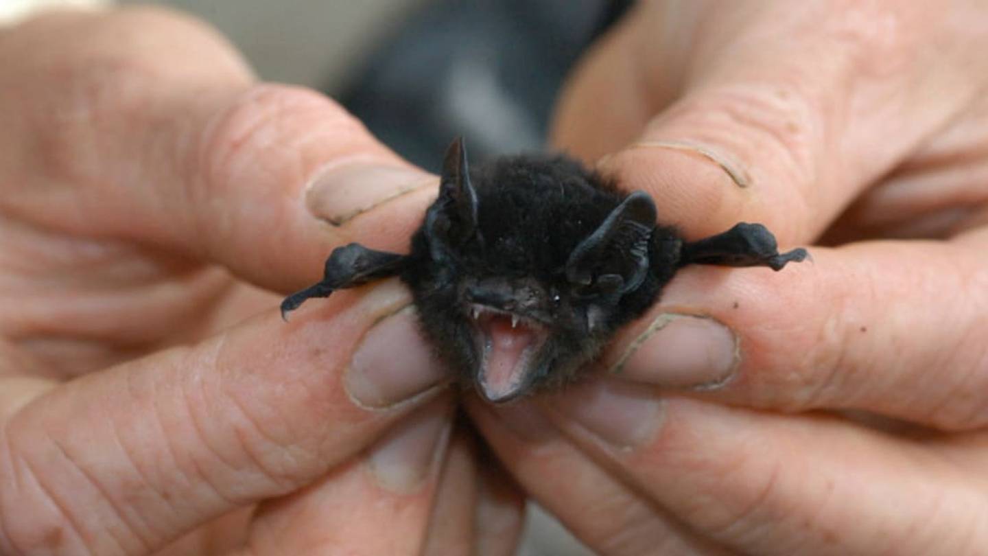 Researchers Say âUglyâ Animals Get Less Scientific Attention