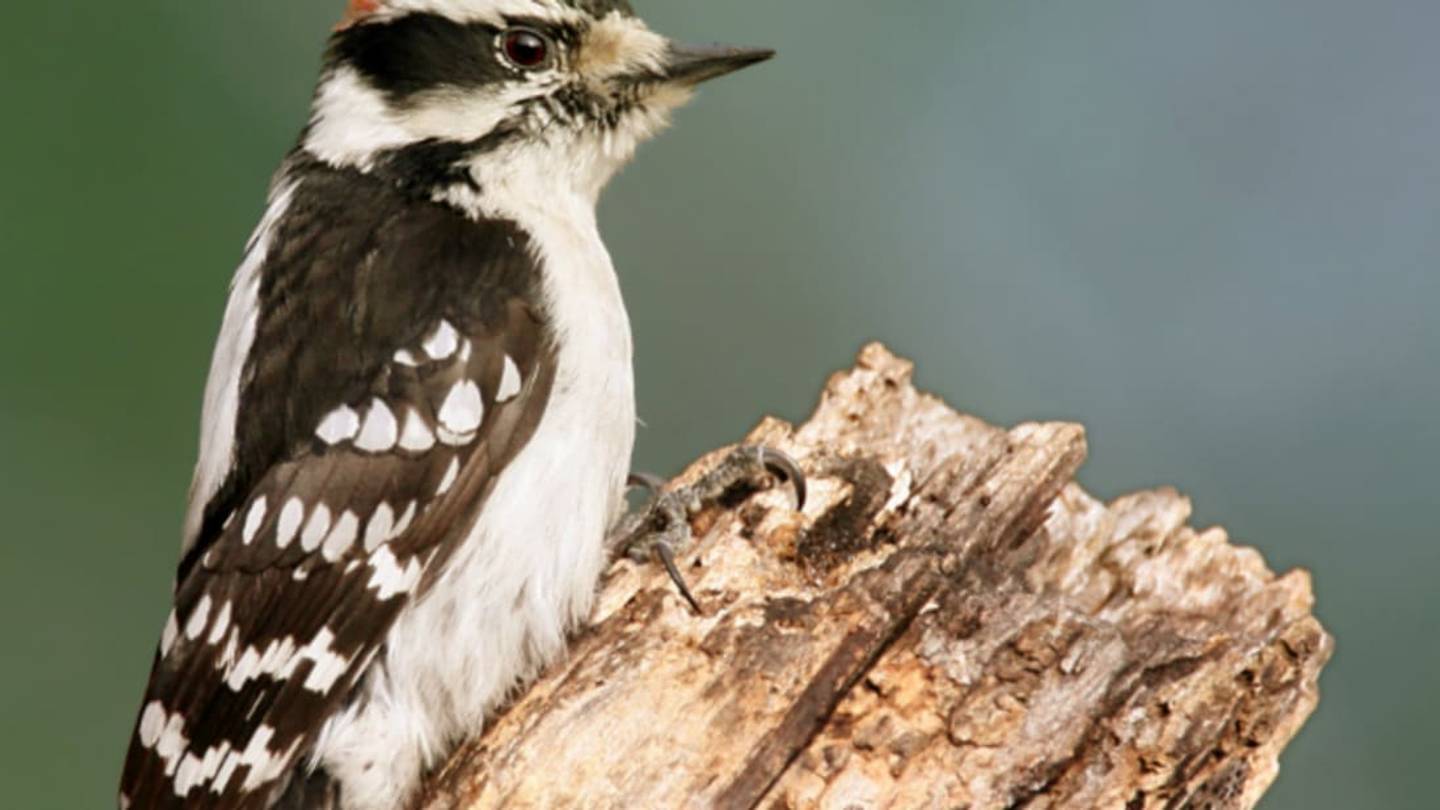Woodpeckers Assess Competitors by Their Drumming Skills