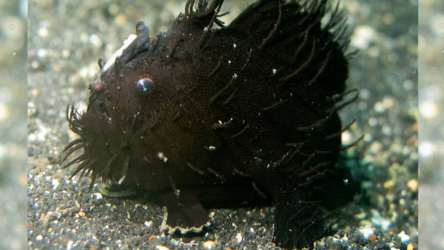 New Zealand Family on Vacation Finds Black Fish with 'Legs'
