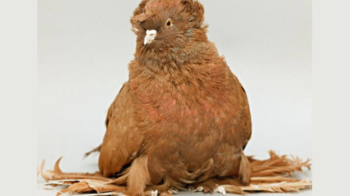 Scientists Say Fancy Pigeonsâ Floofy Feet Are Actually Partial Wings
