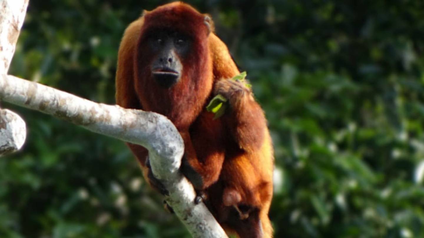 Howler Monkeys Can Either Be Really Loud or Well-Endowed