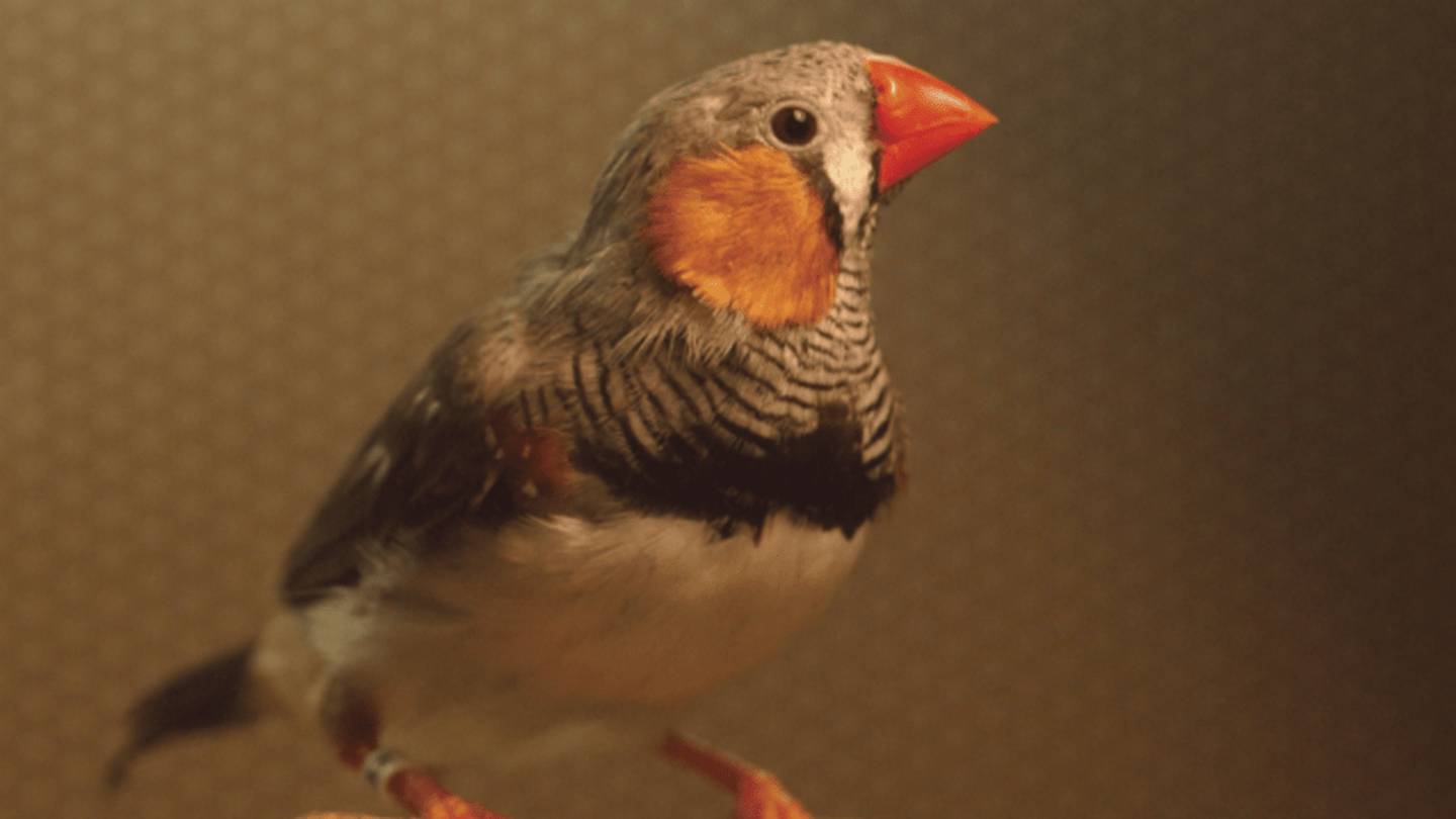Birds Use âBaby Talkâ to Teach Songs to Their Young