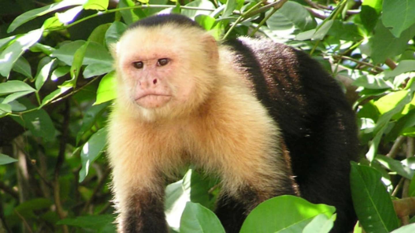 Capuchin Monkeys Can Be Spiteful Jerks, Study Finds