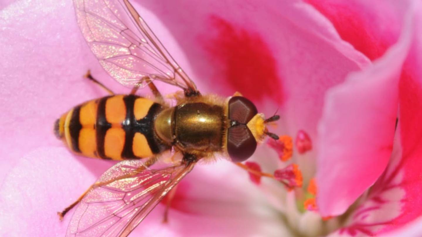 Non-Bee Insects Are Important Pollinators, Too