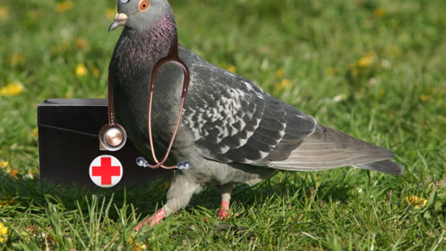 Pigeons as Good as Radiologists at Spotting Breast Cancer, Scientists Say