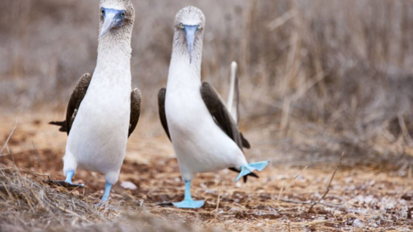 11 of the Hottest Bird Dance Moves
