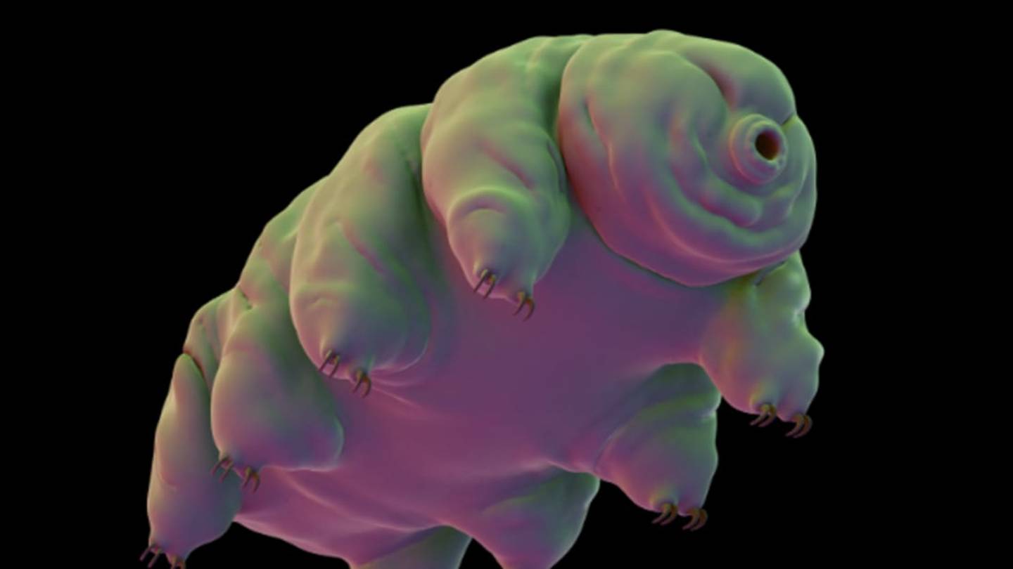 Water Bear Genome Reveals Even More Weirdness