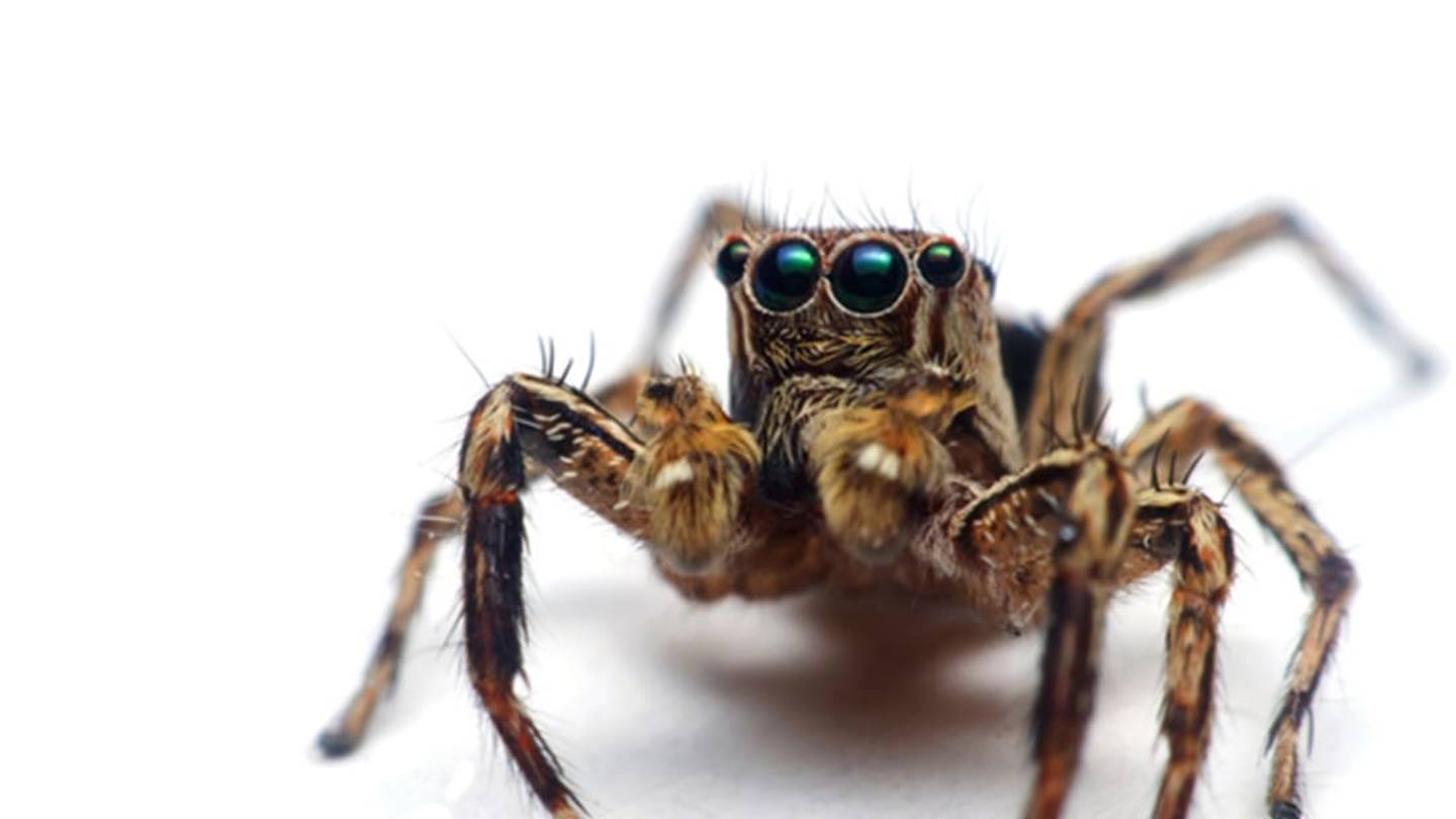 8 Wildly Inaccurate Myths About Spiders (Plus the Truth)