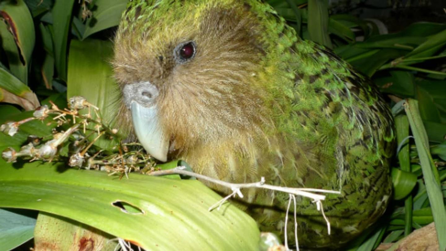 To Survive, Endangered Parrots May Need to Take Their Vitamins