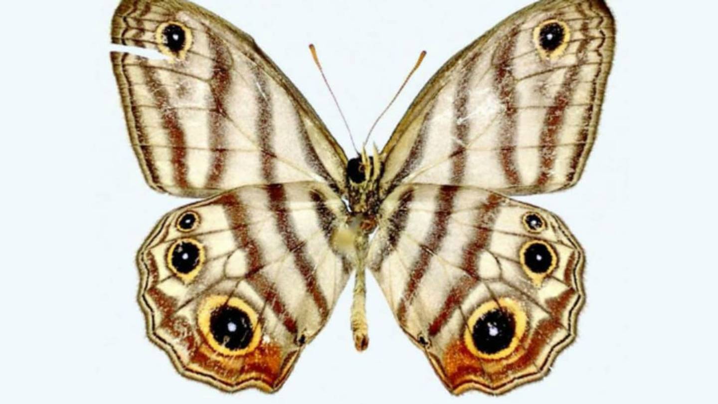 Rare Butterfly Species Named for David Attenborough