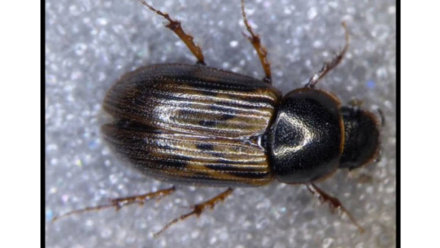 Rare European Dung Beetle Found Living in Cow Poop