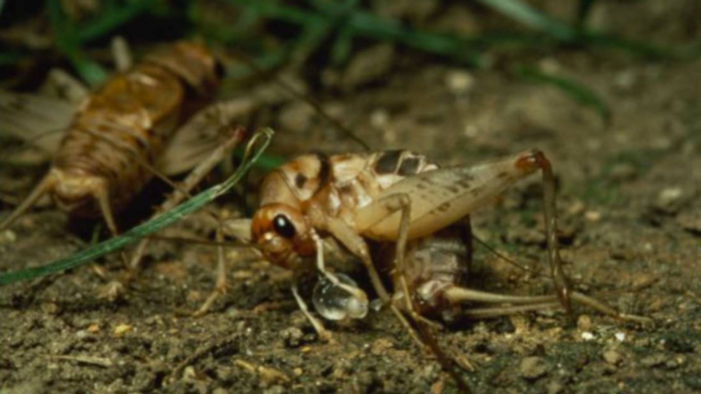 Male Crickets Bribe Their Mates With 'Gummy Bears'