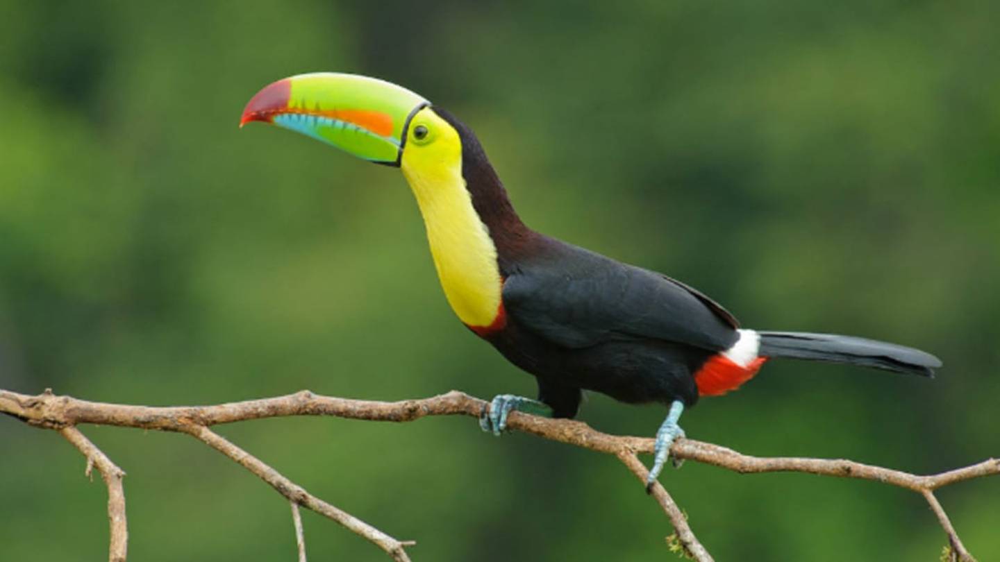 Can Birds Smell?