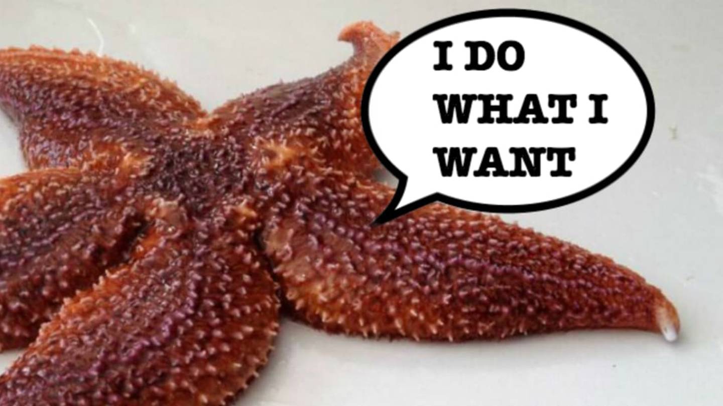 Stubborn Sea Stars Thwart Student ScientistsÂ by Expelling Microchip Implants